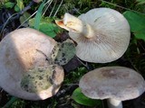 Lactarius pallescens image
