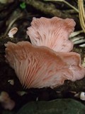 Pleurotus djamor image