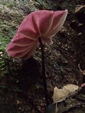 Marasmius amazonicus image