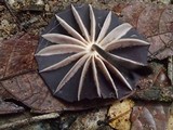 Marasmius amazonicus image
