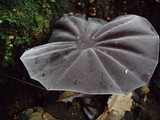 Marasmius amazonicus image