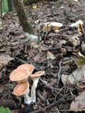 Clitocybe gibba image