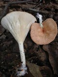 Clitocybe gibba image