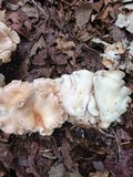 Hohenbuehelia petaloides image