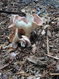 Hohenbuehelia petaloides image