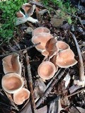 Hohenbuehelia petaloides image