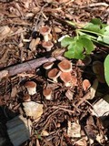 Hohenbuehelia petaloides image