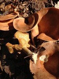 Hohenbuehelia petaloides image