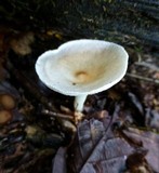 Clitocybe gibba image