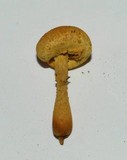 Pholiota flammans image