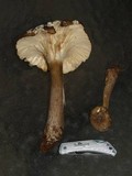 Hygrophorus camarophyllus image