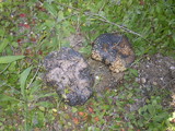 Calvatia cyathiformis image
