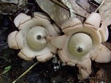 Geastrum triplex image