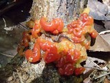 Tremella rubromaculata image