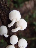 Marasmiellus volvatus image
