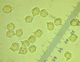 Entoloma lividoalbum image