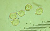 Entoloma lividoalbum image