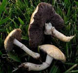 Stropharia coronilla image