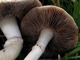 Stropharia coronilla image