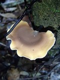 Polyporus leprieurii image