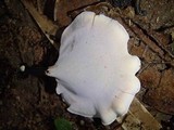 Polyporus leprieurii image