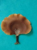 Polyporus leprieurii image