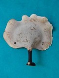 Polyporus leprieurii image