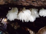 Hydnopolyporus fimbriatus image
