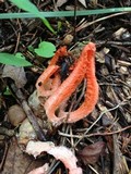 Pseudocolus fusiformis image
