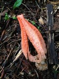 Pseudocolus fusiformis image