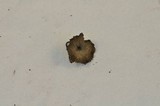 Arrhenia epichysium image