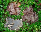 Sarcodon rimosus image