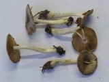 Bolbitius reticulatus image