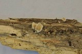 Cheimonophyllum candidissimum image