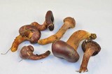 Chroogomphus vinicolor image