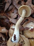 Agrocybe sororia image