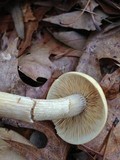 Agrocybe sororia image