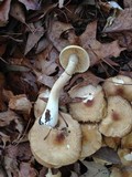 Agrocybe sororia image