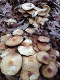 Agrocybe sororia image