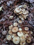 Agrocybe sororia image