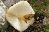 Echinoderma asperum image