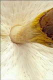 Echinoderma asperum image
