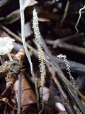 Image of Xylaria moelleroclavus