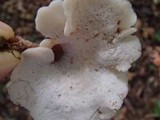 Auriscalpium villipes image