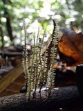 Xylaria moelleroclavus image
