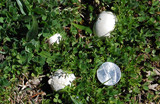 Bovista plumbea image
