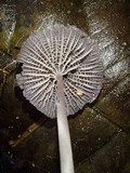 Mycena holoporphyra image