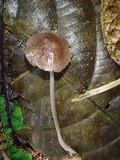 Mycena holoporphyra image