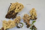 Clavulina coralloides image