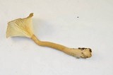 Ampulloclitocybe avellaneoalba image